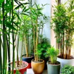 🍀 Les espèces les plus adaptées au bouturage domestique