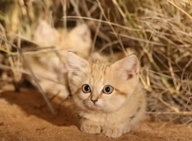 Chat des sables dans le désert, petit félin sauvage rare adapté aux environnements arides