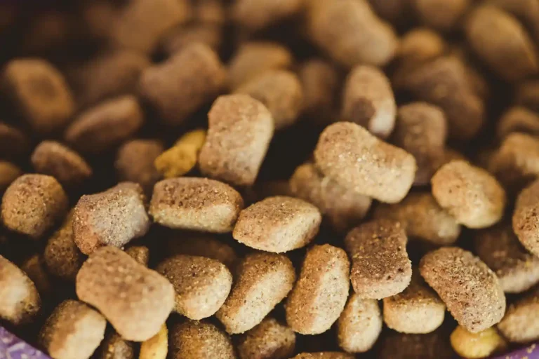 friandises pour chien